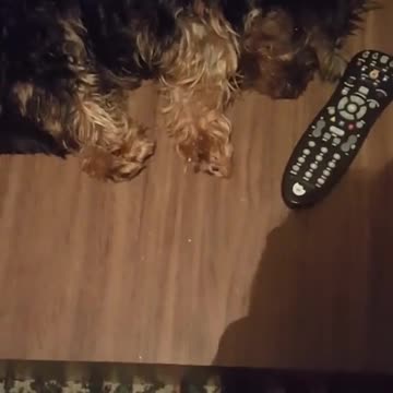 THE DOG IS ON THE TABLE