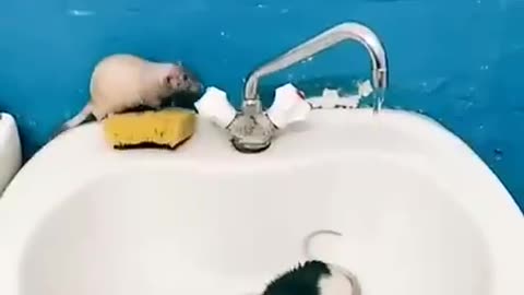 mice bathe in the sink