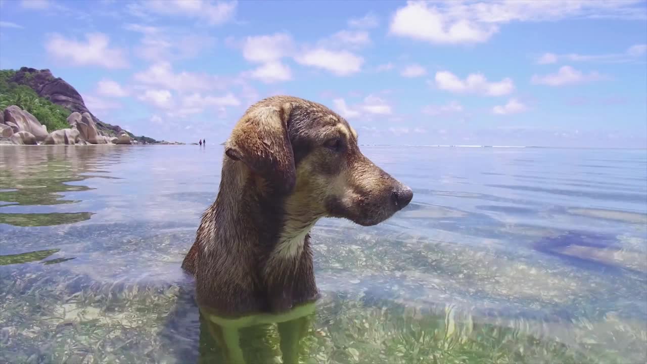 This Beautiful Little Puppy Likes Swimming - Summer Time!