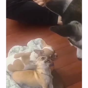 Don't mess with chihuahuas, they are dangerous!
