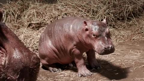 It’s a boy! Fiona has a little brother! 💙 https://cincinnatizoo.org/news-releases/its-a-boy/