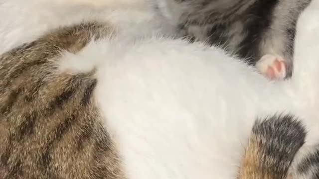People ask me that cats are moody