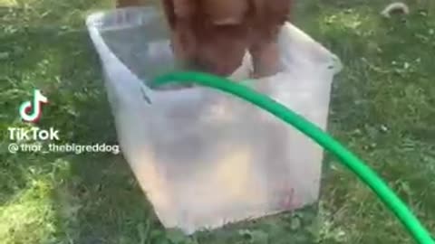 #dogfunnyvideo #catfunnyvideo #funnyvideo