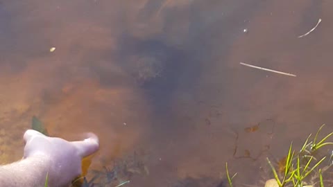 Snapping turtle nearly bites finger