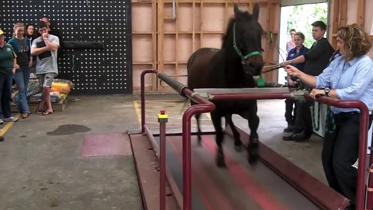 How to horse training