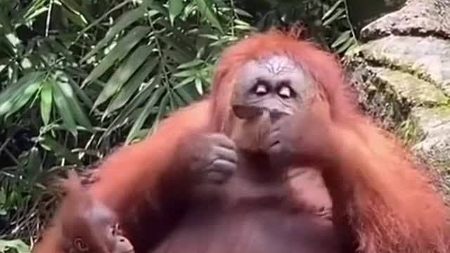 the monkey found the glasses. what will she do with them ?