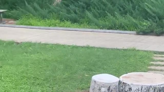 This is a table and chair made of trees