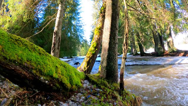 Stream Flowing in Mossy Woodland