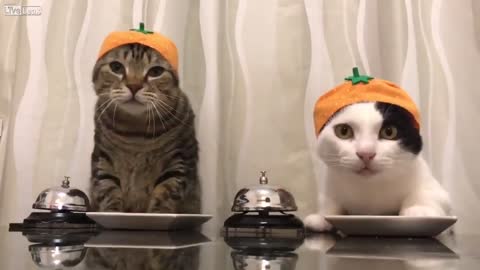 Cats Asking for Food from their Owners in an unusual way, you will be surprised!