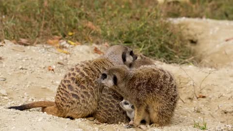 curious meerkat