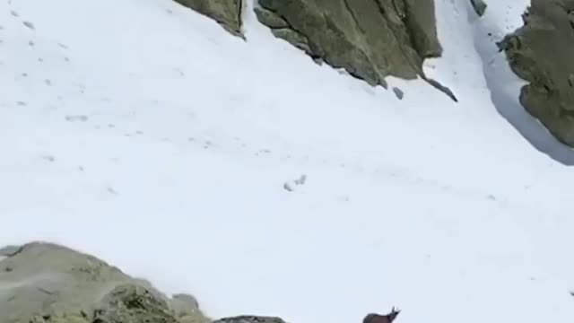 This cute dear running on the snow