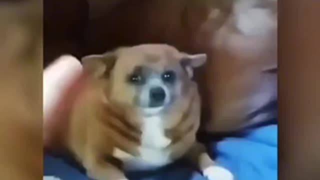 Lazy dog