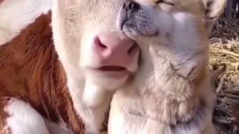 Cow is relaxing with Dog