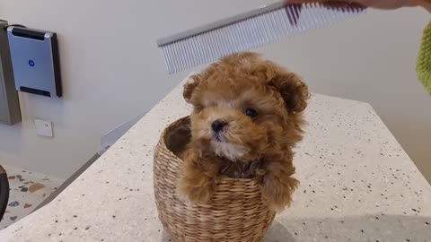 Baby dog, brushing against the toy poodle.