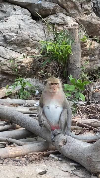 Monkey Sitting on the Log