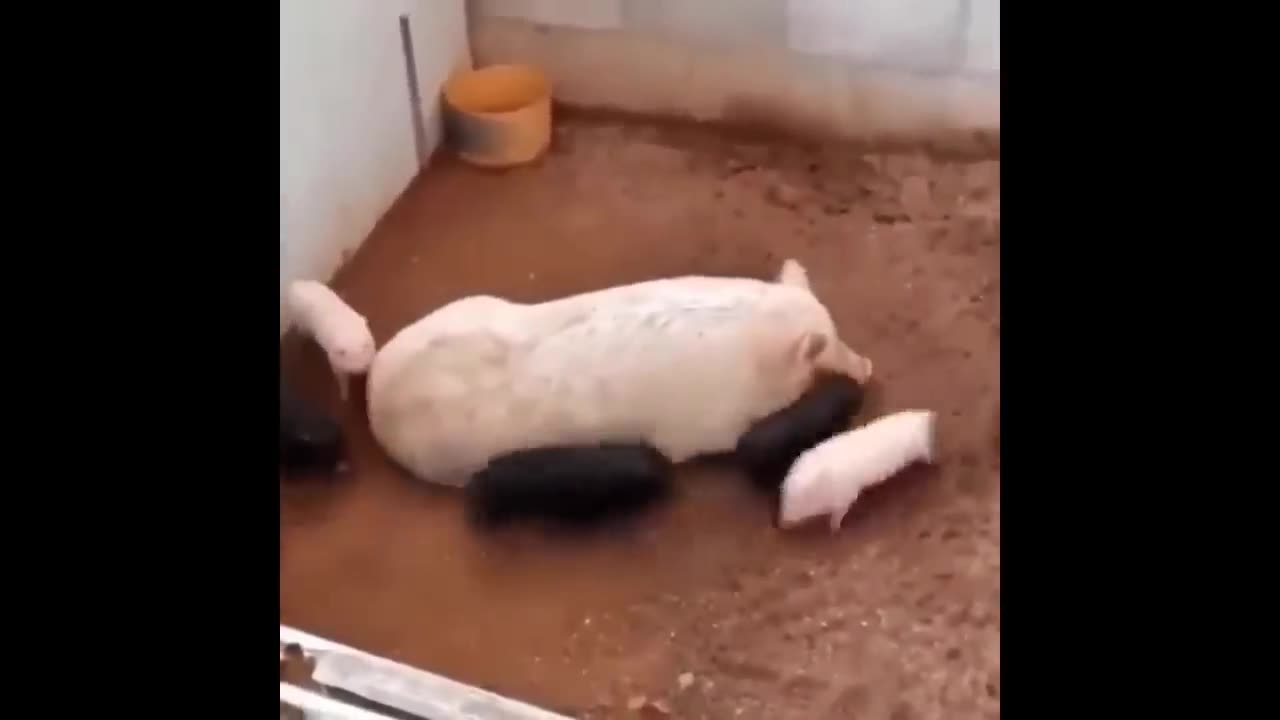 cute babies