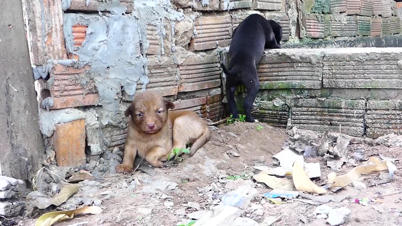 puppies lost house and mother crying out loud.