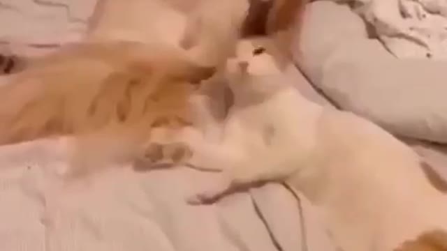 Try Not To Laugh Funny Cats Wilding