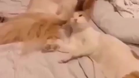 Try Not To Laugh Funny Cats Wilding