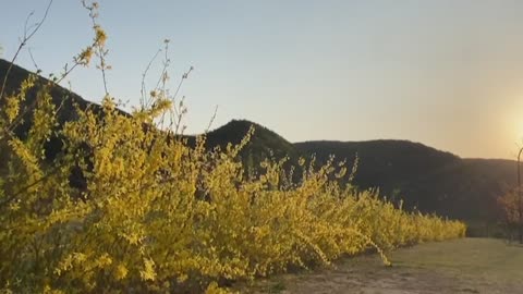 Forsythia flowers bloomed in Korea