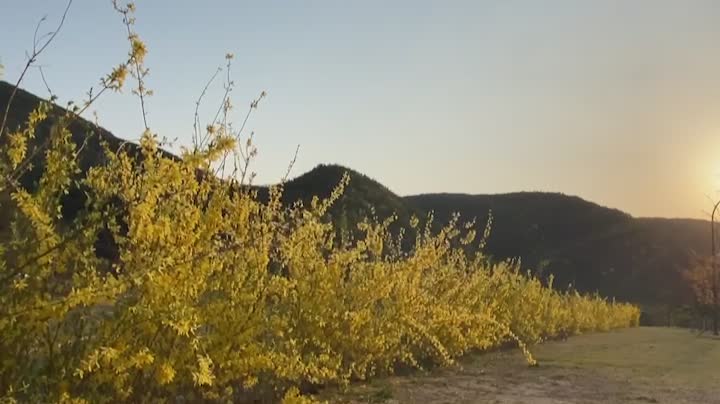 Forsythia flowers bloomed in Korea