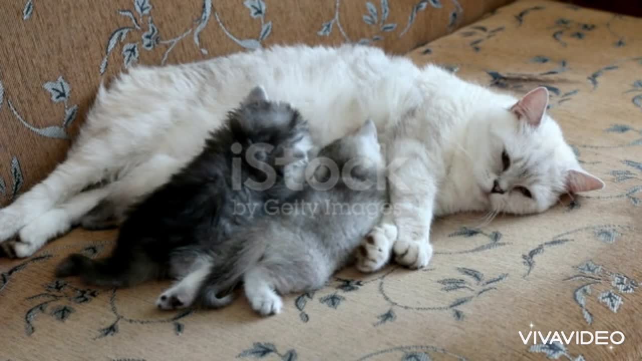 White mom cat feeding her kittens. So cute