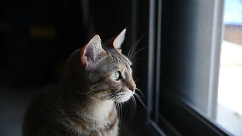 Cats looking from the window Cute eyes