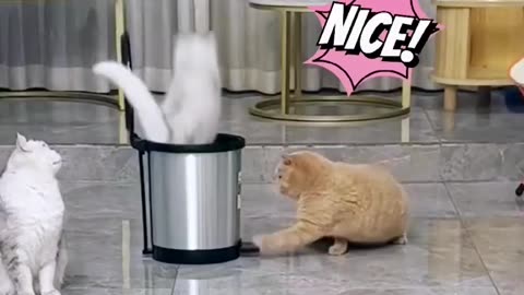 Smart cat playing game funny way