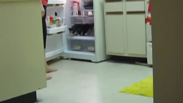 Cat's favorite hangout is inside the refrigerator