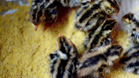 The work that little cute chicks do