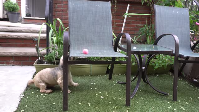 Cute little dog, playing ball in the garden. Apricot color, fun, lovely