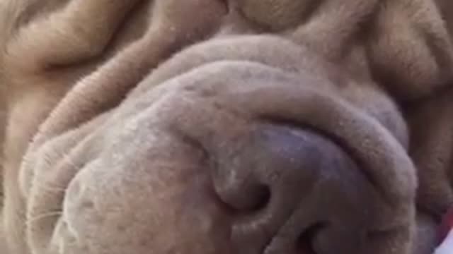 Grey wrinkly face dog snores loudly on brown couch