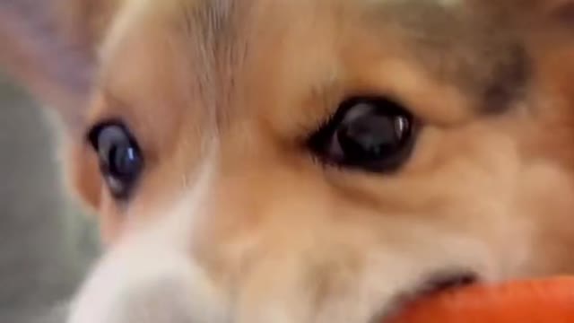 ASMR: Brady eating carrot