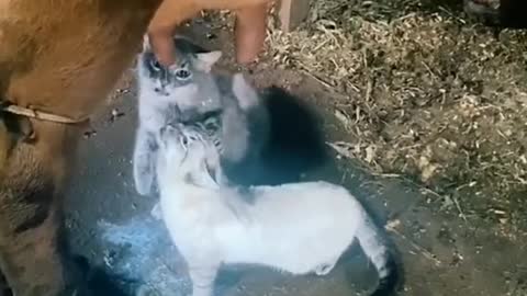 cow breastfeeding kittens