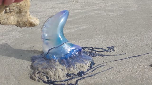 Blue rare Portuguese jelly fish