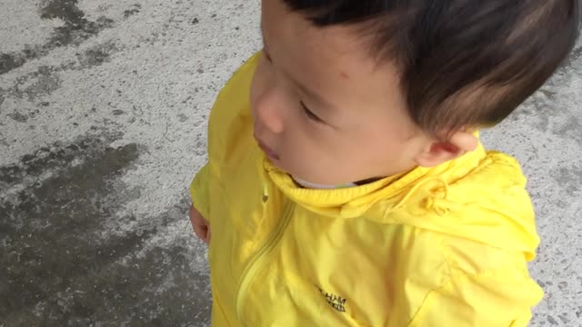 A child who feeds sheep and is surprised to see sheep approaching.