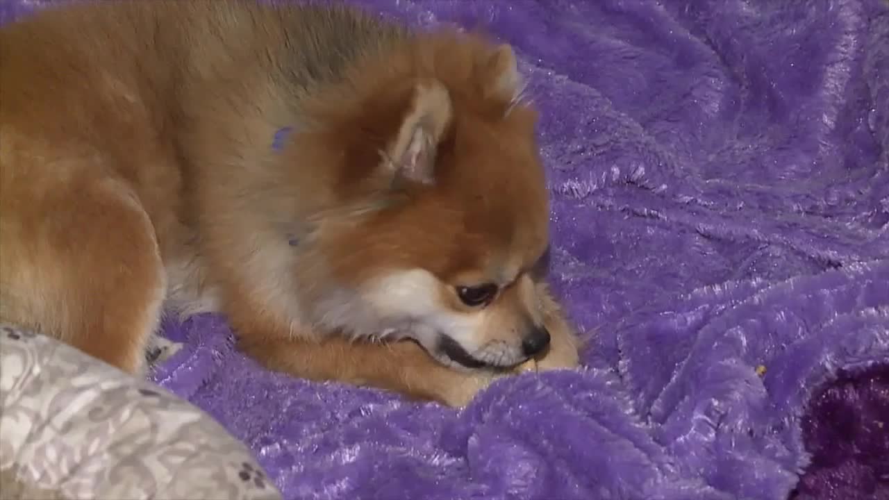 Las Vegas woman upset killer dog left with owner