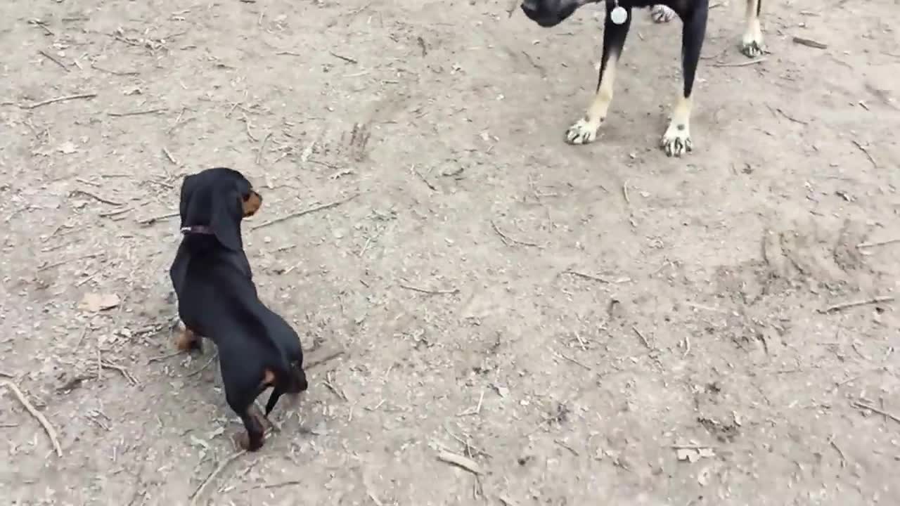 Tiny puppy stands up to her bully