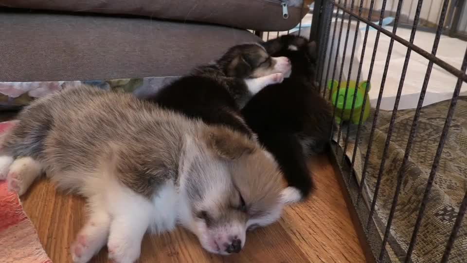 Little mama cat sleeps with her family members