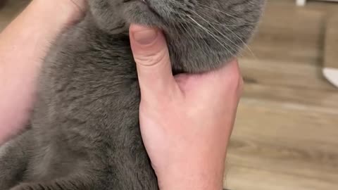 Funny 😁 cat 🐈 😻