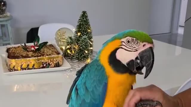 Calm parrot relaxes for nail clipping & manicure session