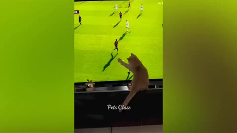 Best Funny Animal Videos of the year 2024, funniest animals ever relax with cute animals video