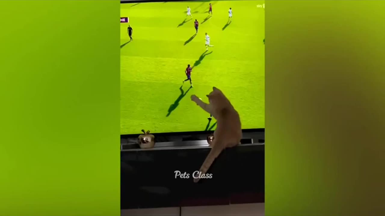 Best Funny Animal Videos of the year 2024, funniest animals ever relax with cute animals video