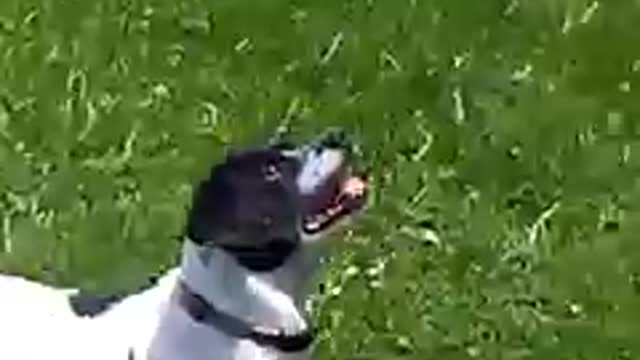 dogs try to catch drone