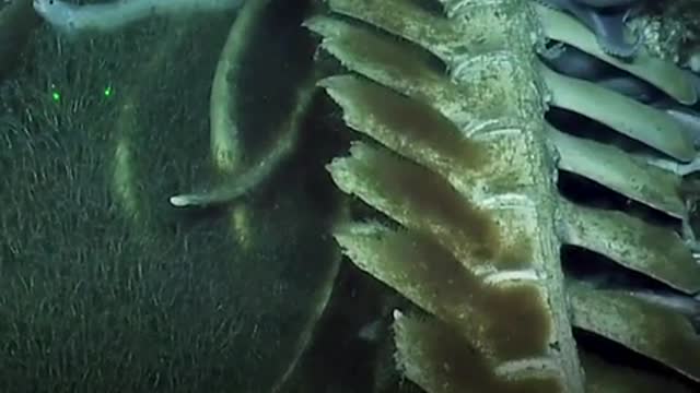 DEEP-SEA FOOTAGE: Scavenging Marine Life Devour Baleen Whale Remains