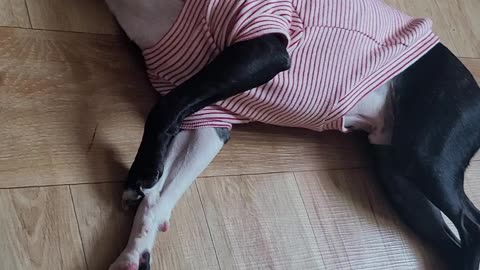 Boston Terrier is tired