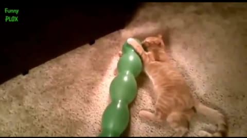 Funny cat vs balloons compilation