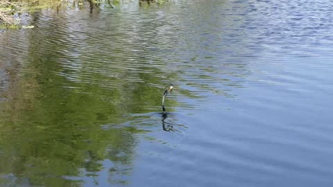 Nice catch...Anhinga swimming with a big fish in its beak