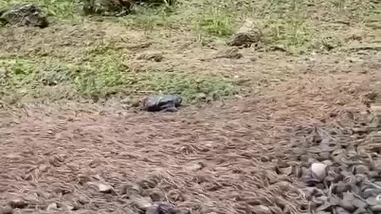 Thousands Of Centipedes Migrate From The Forests Of Miaoli, Western Taiwan