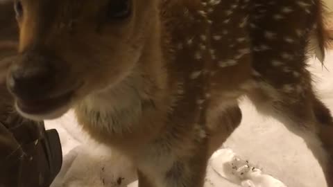 Adorable fawn yawns for the camera